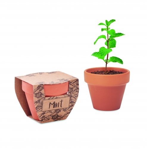 Mintun siemeniä ruukussa MINT POT, hinta 1,76€