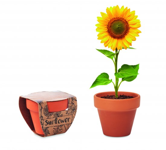 Terracotta ruukku SUNFLOWER, hinta 1,76€